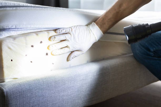 Best Wasp Removal Services  in Cologne, MN